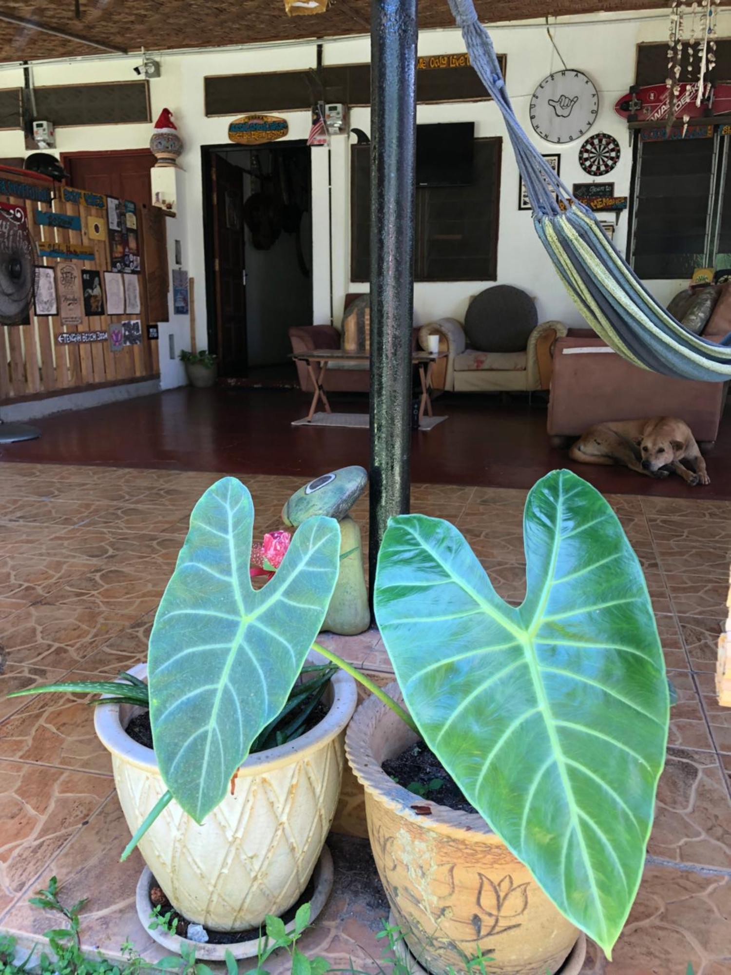Shaka Garden House Langkawi Lägenhet Pantai Cenang  Exteriör bild